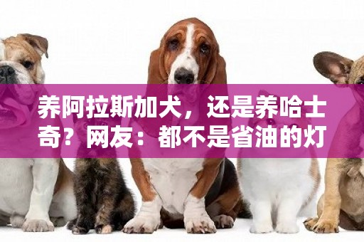 养阿拉斯加犬，还是养哈士奇？网友：都不是省油的灯 