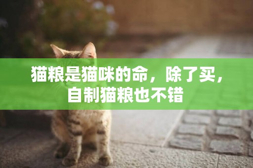 猫粮是猫咪的命，除了买，自制猫粮也不错 