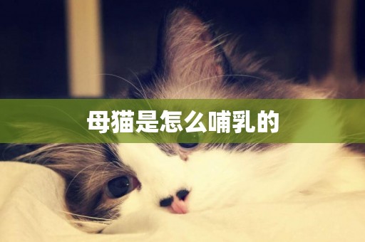 母猫是怎么哺乳的