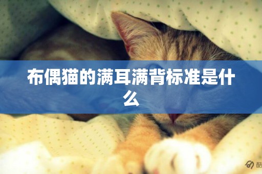 布偶猫的满耳满背标准是什么