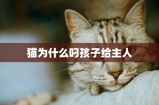 猫为什么叼孩子给主人