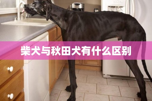 柴犬与秋田犬有什么区别