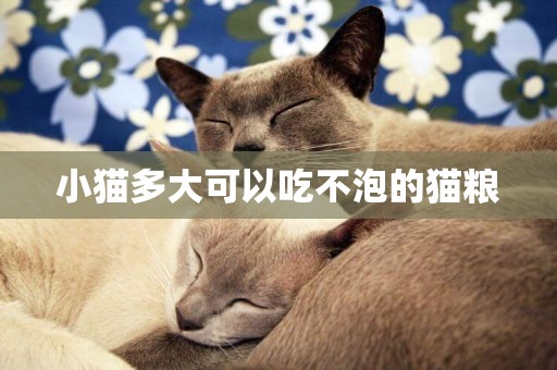 小猫多大可以吃不泡的猫粮