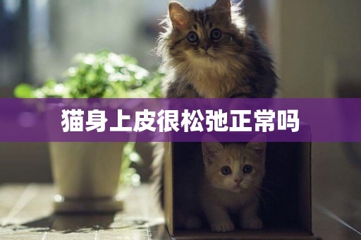 猫身上皮很松弛正常吗