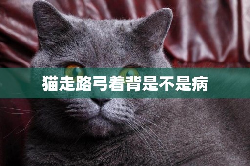 猫走路弓着背是不是病