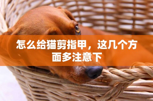 怎么给猫剪指甲，这几个方面多注意下