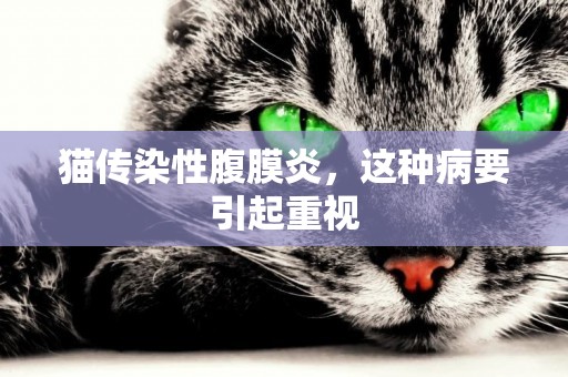 猫传染性腹膜炎，这种病要引起重视