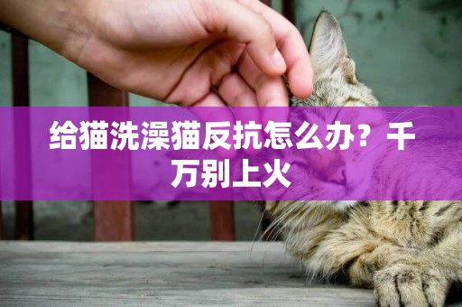 给猫洗澡猫反抗怎么办？千万别上火