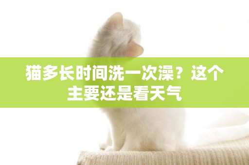 猫多长时间洗一次澡？这个主要还是看天气