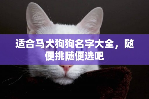 适合马犬狗狗名字大全，随便挑随便选吧