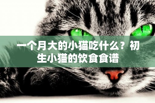 一个月大的小猫吃什么？初生小猫的饮食食谱