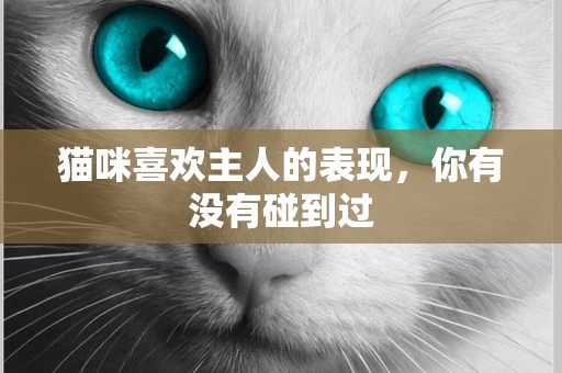 猫咪喜欢主人的表现，你有没有碰到过