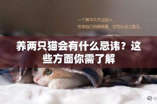 养两只猫会有什么忌讳？这些方面你需了解