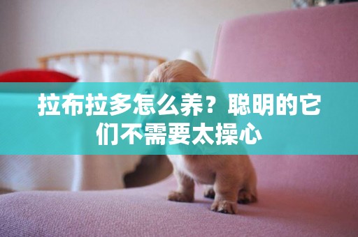 拉布拉多怎么养？聪明的它们不需要太操心