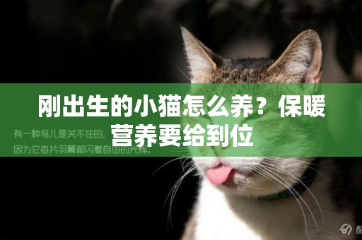 刚出生的小猫怎么养？保暖营养要给到位