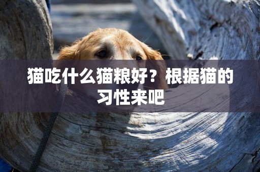 猫吃什么猫粮好？根据猫的习性来吧