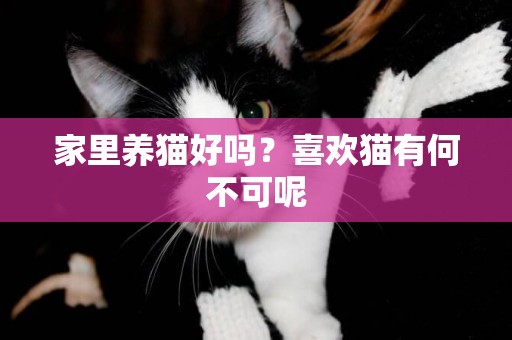 家里养猫好吗？喜欢猫有何不可呢