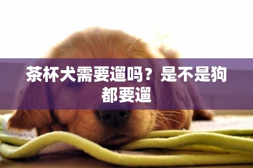 茶杯犬需要遛吗？是不是狗都要遛