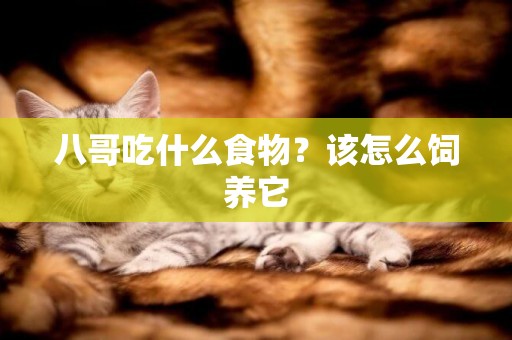 八哥吃什麼食物?該怎麼飼養它