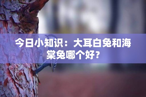 今日小知识：大耳白兔和海棠兔哪个好？