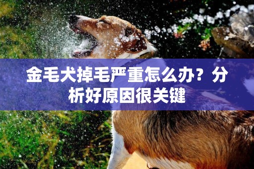 金毛犬掉毛严重怎么办？分析好原因很关键