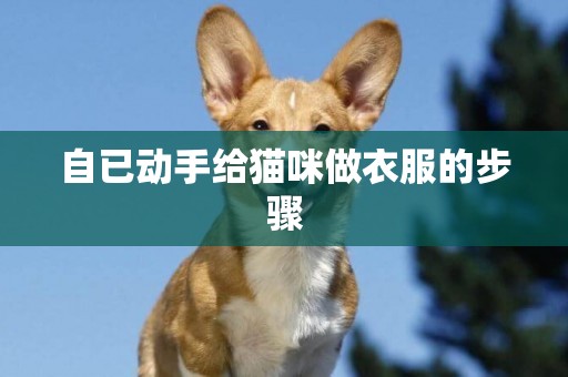 自已动手给猫咪做衣服的步骤