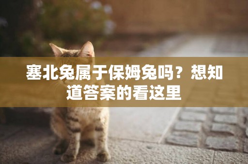 塞北兔属于保姆兔吗？想知道答案的看这里