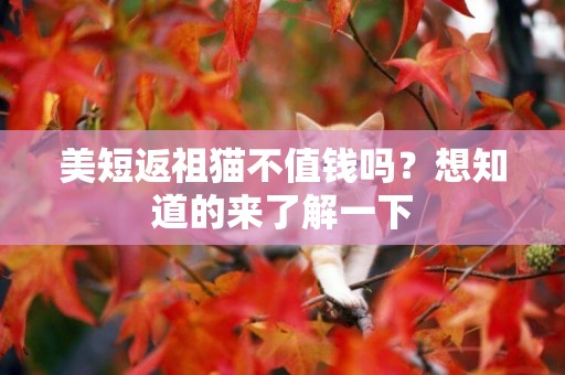 美短返祖猫不值钱吗？想知道的来了解一下