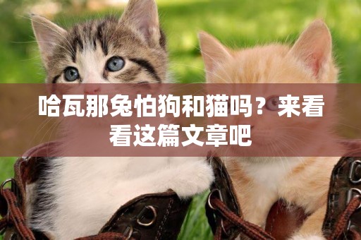 哈瓦那兔怕狗和猫吗？来看看这篇文章吧