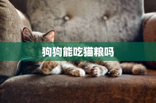 狗狗能吃猫粮吗