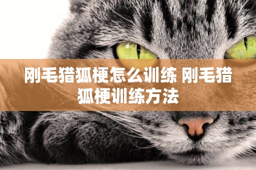 刚毛猎狐梗怎么训练 刚毛猎狐梗训练方法