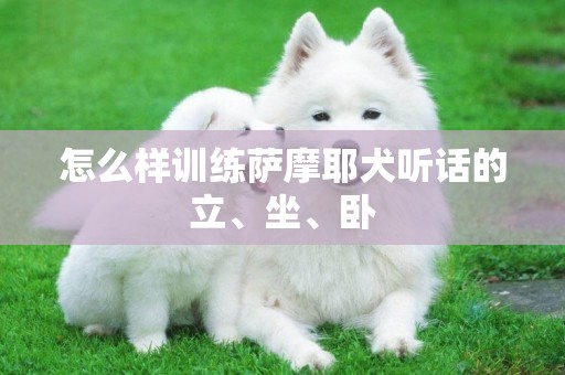 怎么样训练萨摩耶犬听话的立、坐、卧