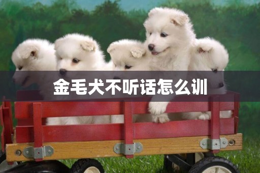 金毛犬不听话怎么训