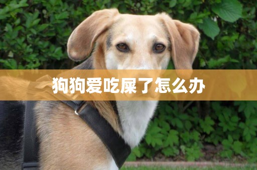 狗狗爱吃屎了怎么办