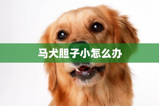 马犬胆子小怎么办