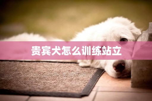 贵宾犬怎么训练站立