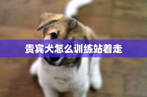 贵宾犬怎么训练站着走