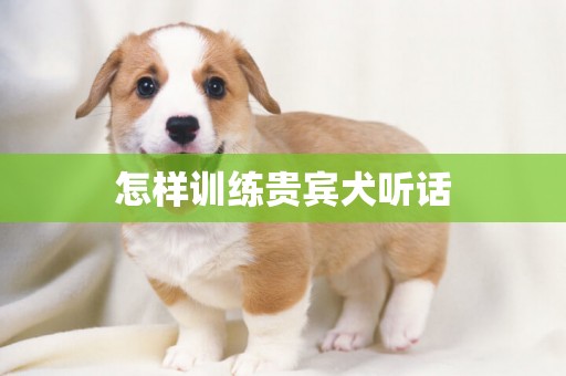 怎样训练贵宾犬听话