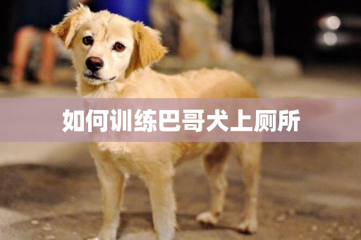 如何训练巴哥犬上厕所