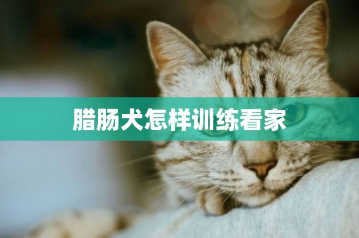 腊肠犬怎样训练看家