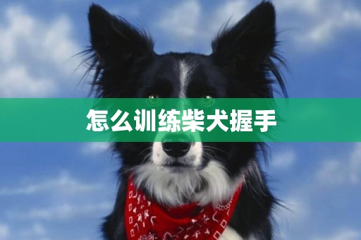 怎么训练柴犬握手