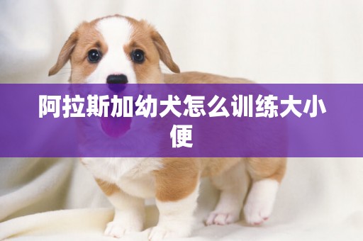 阿拉斯加幼犬怎么训练大小便