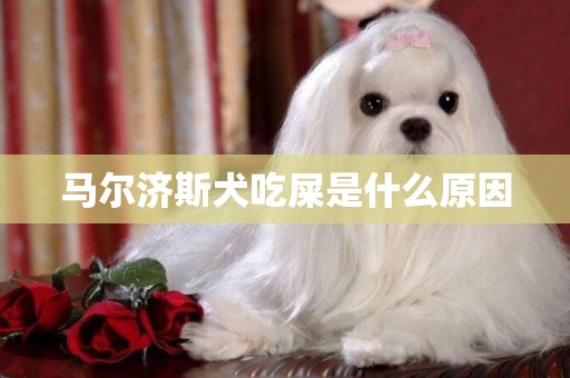 马尔济斯犬吃屎是什么原因