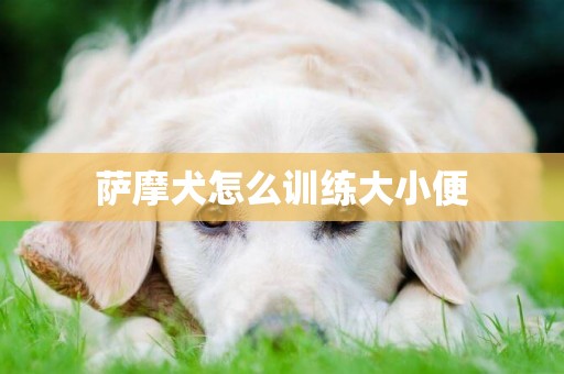 萨摩犬怎么训练大小便