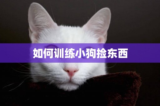 如何训练小狗捡东西