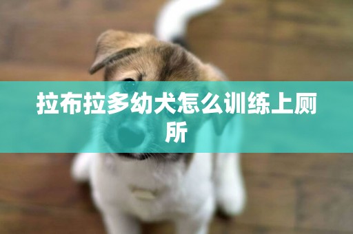 拉布拉多幼犬怎么训练上厕所