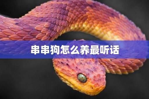 串串狗怎么养最听话