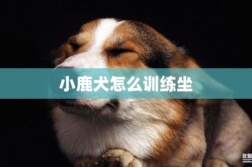 小鹿犬怎么训练坐