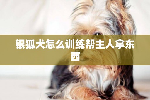 银狐犬怎么训练帮主人拿东西