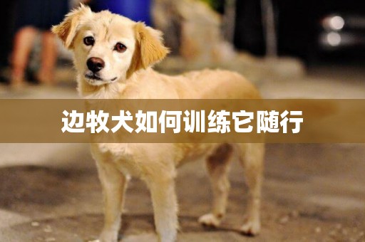 边牧犬如何训练它随行